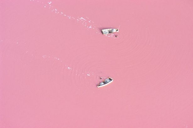 lac-rose photo Barcroft